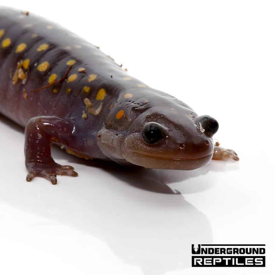 Salamanders For Sale - Underground Reptiles