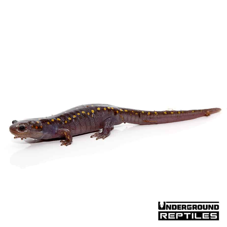 Hypo Spotted Salamander For Sale Underground Reptiles