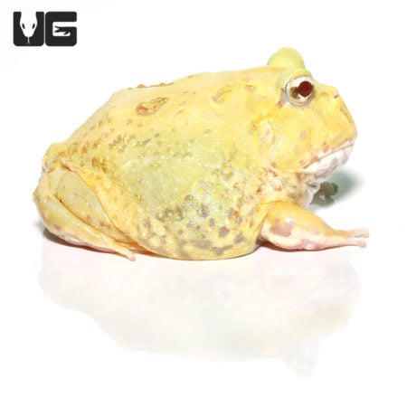 Adult Keylime Pacman Frog for sale at Underground Reptiles. Unique color morph with vibrant lime gre.