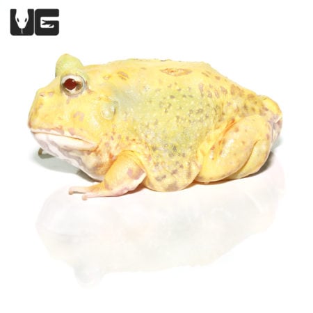 Adult Keylime Pacman Frog, a vibrant amphibian with yellow-green coloration and distinctive large mo.