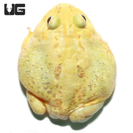 Juvenile Keylime Pacman Frog (Ceratophrys cranwelli) for sale - Underground Reptiles