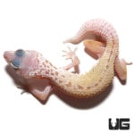 Juvenile Mack Snow Patternless Leopard Geckos For Sale - Underground Reptiles