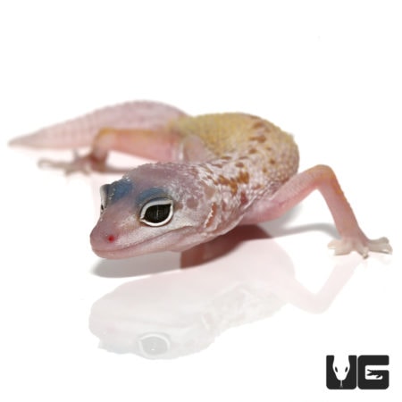 Juvenile Mack Snow Patternless Leopard Geckos For Sale - Underground Reptiles