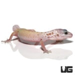 Juvenile Mack Snow Patternless Leopard Geckos For Sale - Underground Reptiles