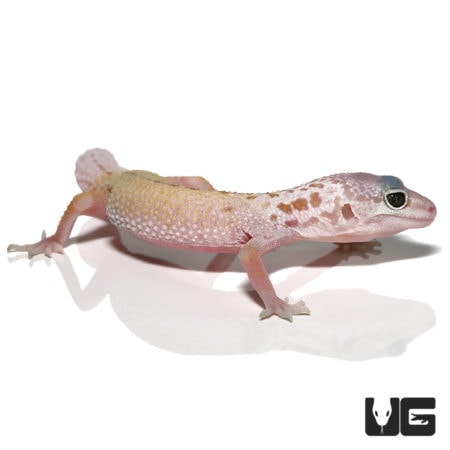 Juvenile Mack Snow Patternless Leopard Geckos For Sale - Underground Reptiles