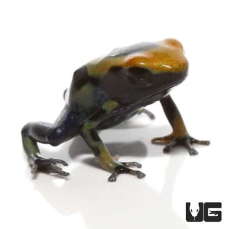 Giant Orange Tinctorius Dart Frog (Dendrobates tinctorious) For Sale - Underground Reptiles