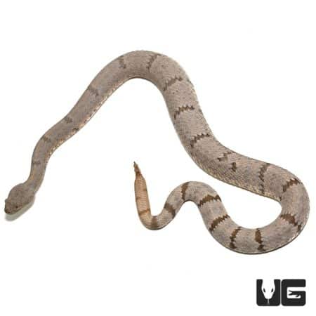 Mottled Rock Rattlesnakes (Hueco Mtns) For Sale - Underground Reptiles