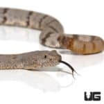 Mottled Rock Rattlesnakes (Hueco Mtns) For Sale - Underground Reptiles
