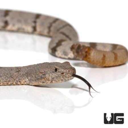 Mottled Rock Rattlesnakes (Hueco Mtns) For Sale - Underground Reptiles