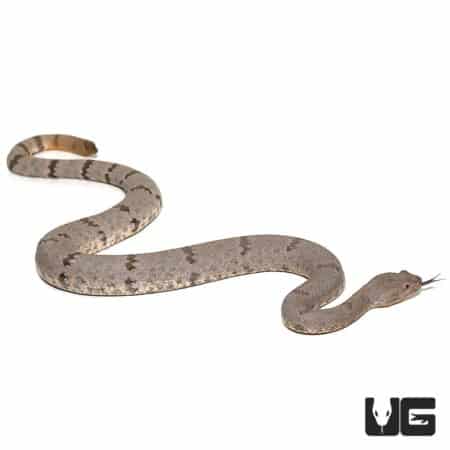 Mottled Rock Rattlesnakes (Hueco Mtns) For Sale - Underground Reptiles