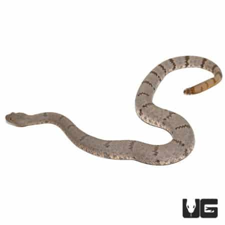 Mottled Rock Rattlesnakes (Hueco Mtns) For Sale - Underground Reptiles