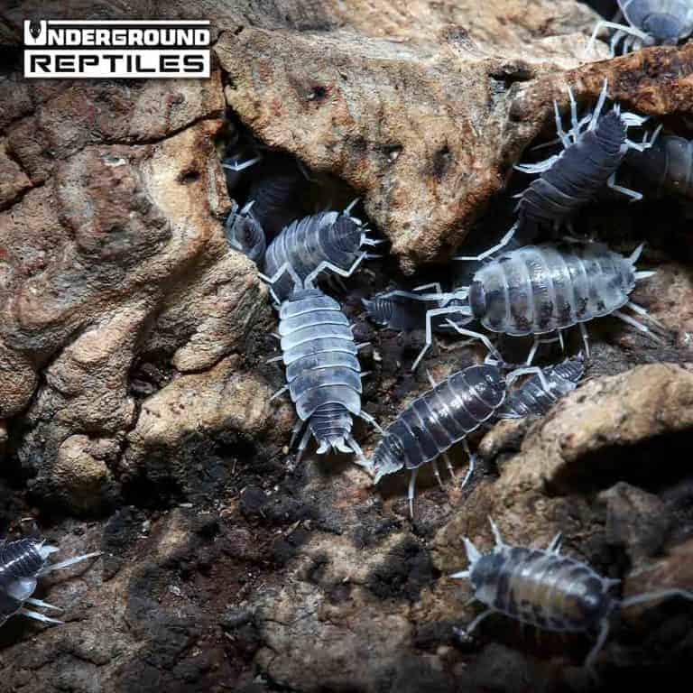 Porcellionides Pruinosus 
