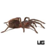 Veracruz Red Rump Tarantula (Tlitocatl kahlenbergi) For Sale - Underground Reptiles