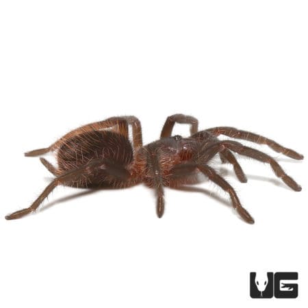 Veracruz Red Rump Tarantula (Tlitocatl kahlenbergi) For Sale ...