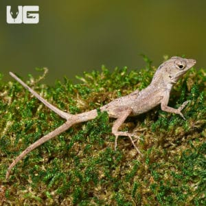 Lizards For Sale - Underground Reptiles