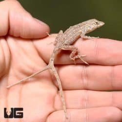 Y-Not Anole with 2 Tails (Anolis sagrei) For Sale - Underground Reptiles