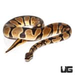Yearling Orange Dream Het Pied Ball Python (Python regius) For Sale - Underground Reptiles