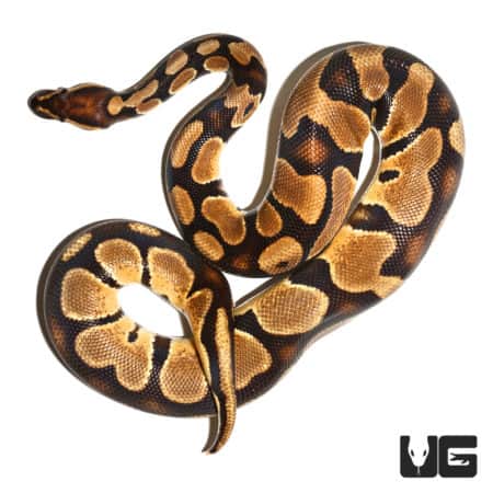 Yearling Orange Dream Het Pied Ball Python (Python regius) For Sale - Underground Reptiles