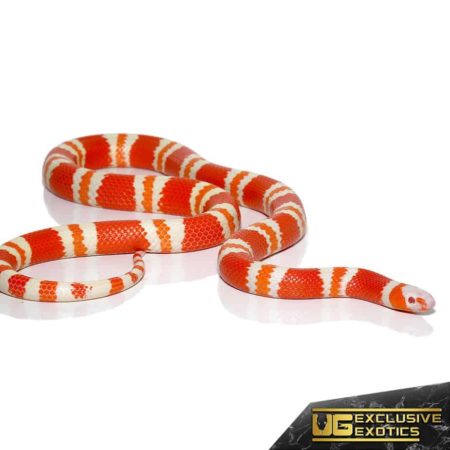 honduran albino tangerine