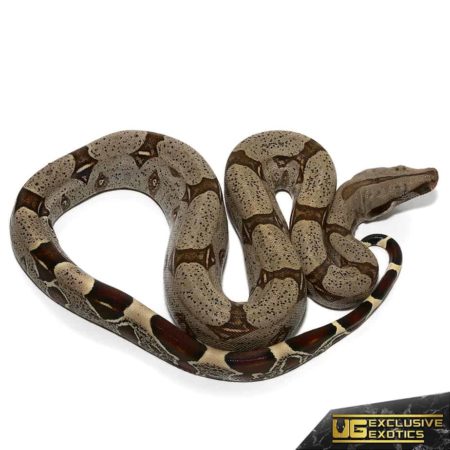 Baby Peruvian Redtail Boas For Sale - Underground Reptiles