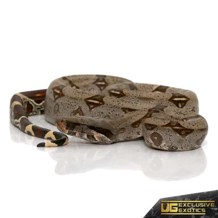 Baby Peruvian Redtail Boas For Sale - Underground Reptiles