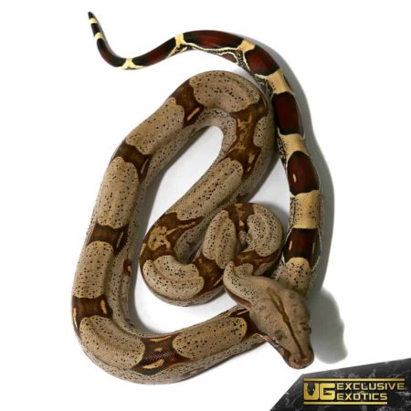 Baby Peruvian Redtail Boas For Sale - Underground Reptiles