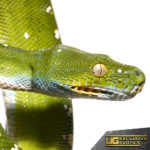 Adult Blue Striped Aru Green Tree Python For Sale - Underground Reptiles