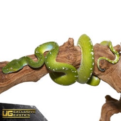 Adult Blue Striped Aru Green Tree Python For Sale - Underground Reptiles