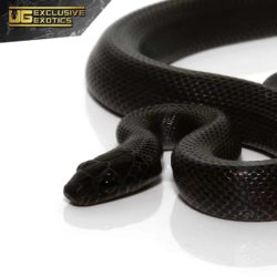 Baby African Black House Snake -Underground Reptiles