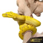 Baby Merauke x Jayapura x Biak Green Tree Pythons For Sale - Underground Reptiles