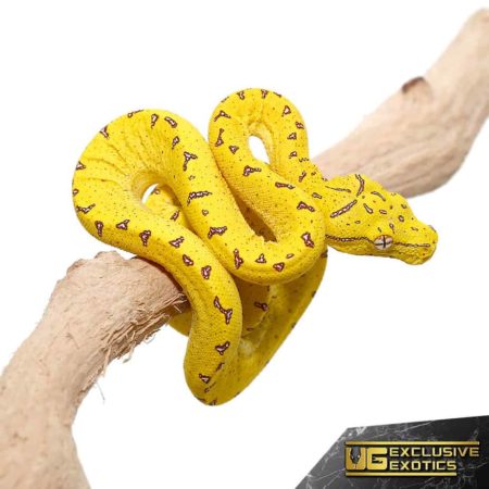 Baby Merauke x Jayapura x Biak Green Tree Pythons For Sale - Underground Reptiles