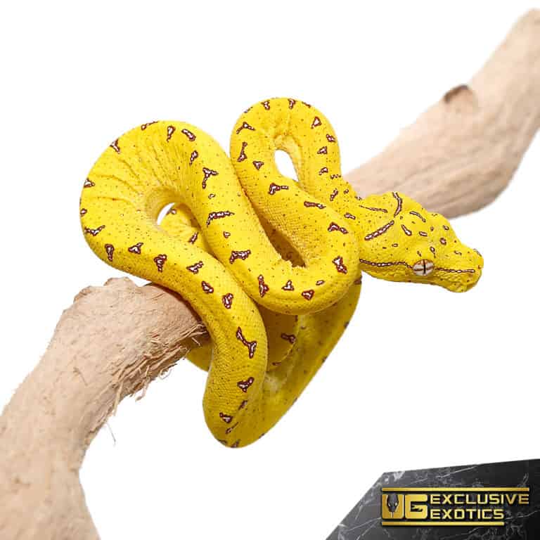 Baby Merauke x Jayapura x Biak Green Tree Pythons For Sale ...