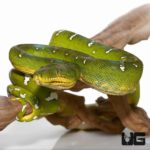 Emerald Tree Boas For Sale - Underground Reptiles
