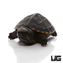 Three Striped Mud Turtles For Sale - Underground Reptiles