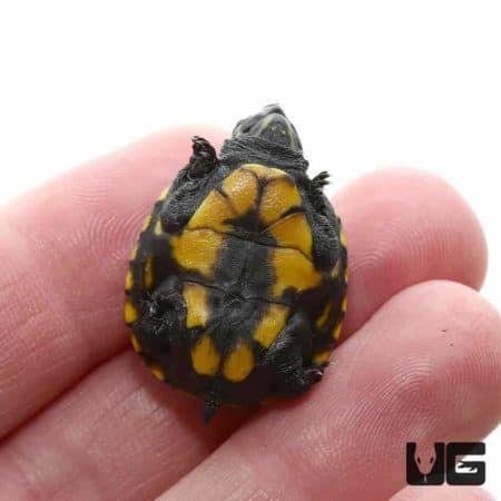 Three Striped Mud Turtles For Sale - Underground Reptiles