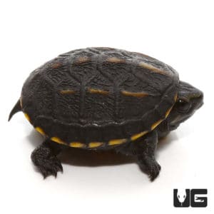 Three Striped Mud Turtles For Sale - Underground Reptiles