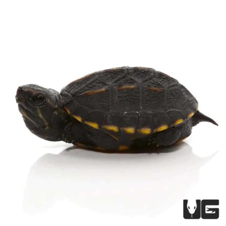 Three Striped Mud Turtles For Sale - Underground Reptiles