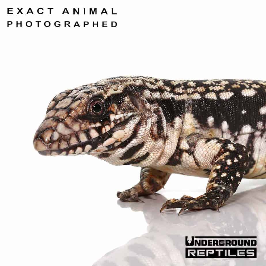 Baby Blue Tegus For Sale Underground Reptiles