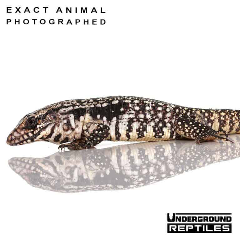 Baby Blue Tegus For Sale Underground Reptiles