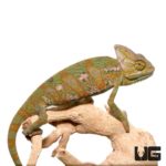 6-8 Inch Veiled Chameleons For Sale - Underground Reptiles