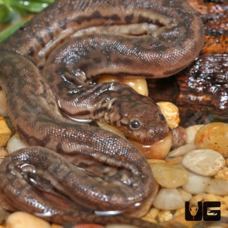 Elephant Trunk Snakes (Acrochordus javanicus) For Sale - Underground Reptiles