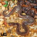Elephant Trunk Snakes (Acrochordus javanicus) For Sale - Underground Reptiles