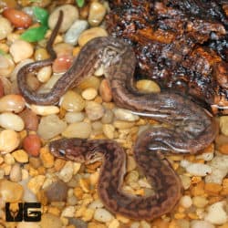 Elephant Trunk Snakes (Acrochordus javanicus) For Sale - Underground Reptiles