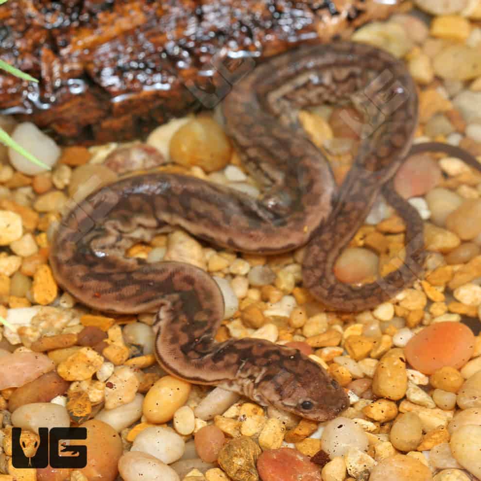 Elephant Trunk Snakes (Acrochordus javanicus) For Sale Underground Reptiles