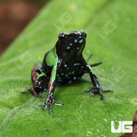 Green and Black Mantellas (Mantella madagascariensis) for sale
