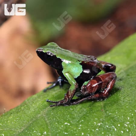Green and Black Mantellas (Mantella madagascariensis) for sale