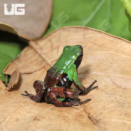 Green and Black Mantellas (Mantella madagascariensis) for sale
