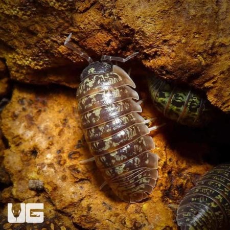 Armadillidium Versicolor Ukraine Isopods For Sale - Underground Reptiles