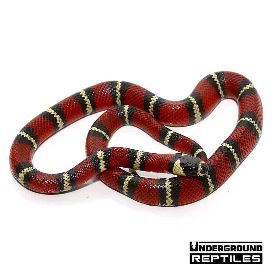 andean milksnake andean milksnake
