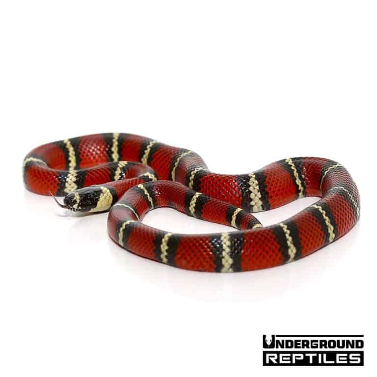 andean milksnake